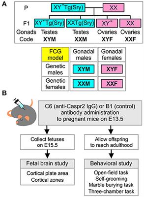 Contributions of Sex Chromosomes and Gonadal Hormones to the Male Bias in a Maternal Antibody-Induced Model of Autism Spectrum Disorder